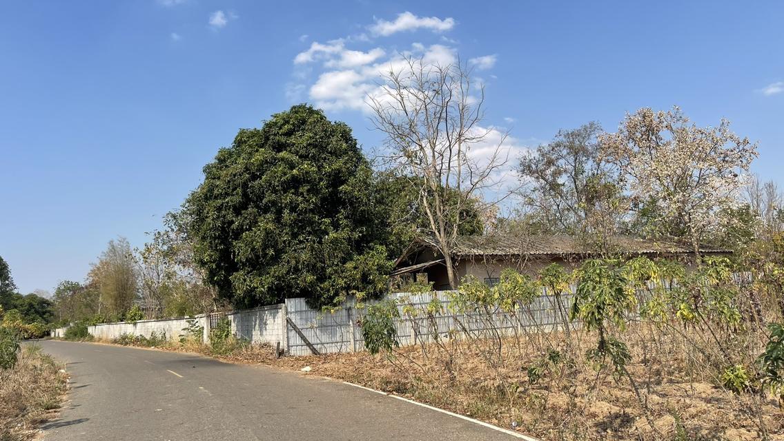 ขายที่ดินพนัสนิคม ชลบุรี พร้อมสิ่งปลูกสร้าง 2-2-20 ไร่ (แปลงมุมติดถนนคอนกรีต 2 ด้าน) 7