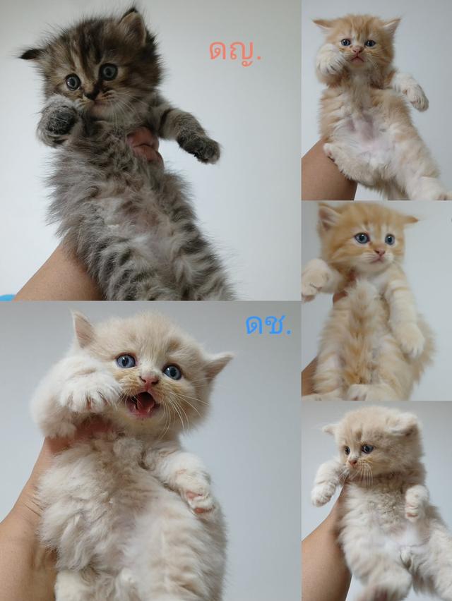 น้องเปอร์เซีย สีส้ม ครีม เสือ รูปที่ 12