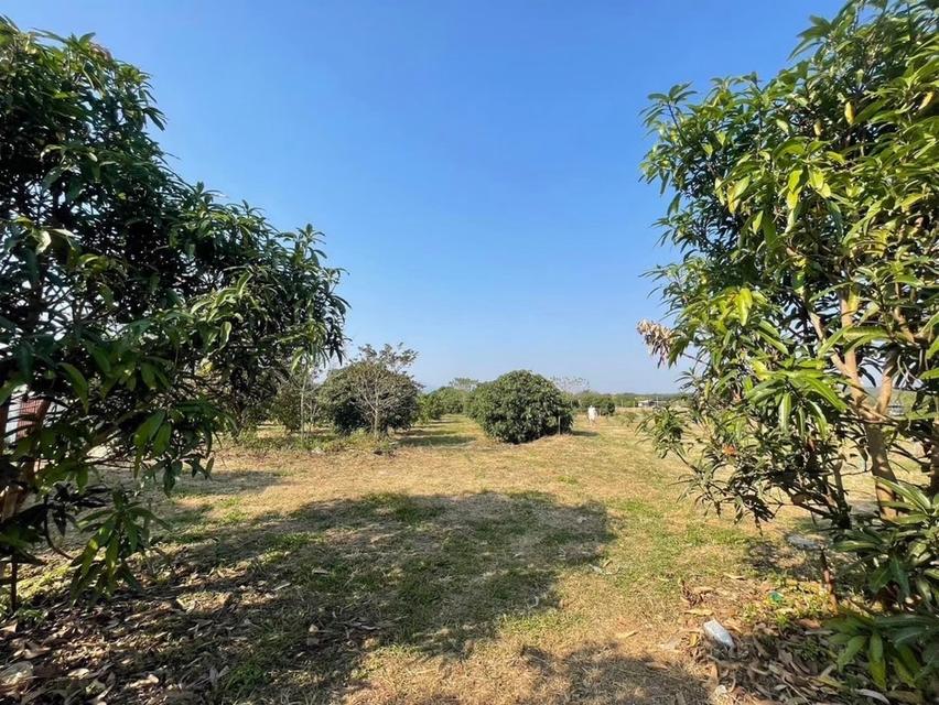 ขายที่ดินถมแล้ว 20 ไร่ 3 งาน 32.4 ตร.ว. เป็นสวนเกษตร (ไม่เสียภาษีที่ดิน) ติดแม่น้ำแตง อ.แม่แตง จ.เชียงใหม่ 5