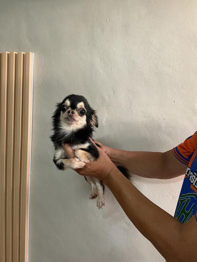 ชิวาวาเพศเมีย การันตรีหน้าสั้นราคาถูกไท่รวมส่งมาดูเองที่บ้านได้เลย สนใจโทร 0955411083 หรือทักไลน์ satanlovery หรือ FB  : Thai chi รูปที่ 2