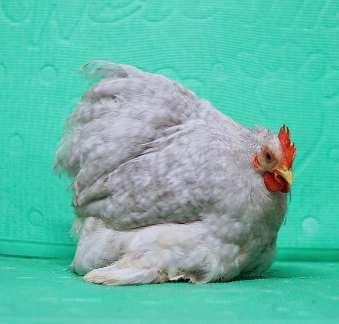 ลูกไก่มินิโคชิน ฟอร์มสวย