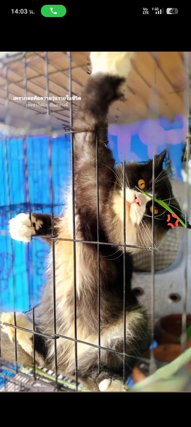 แมวเปอร์เซีย สีดำขาว