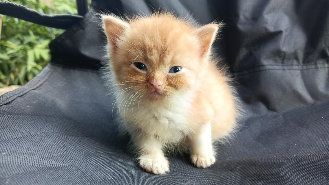 สก๊อตติสเพศผู้เพศเมีย