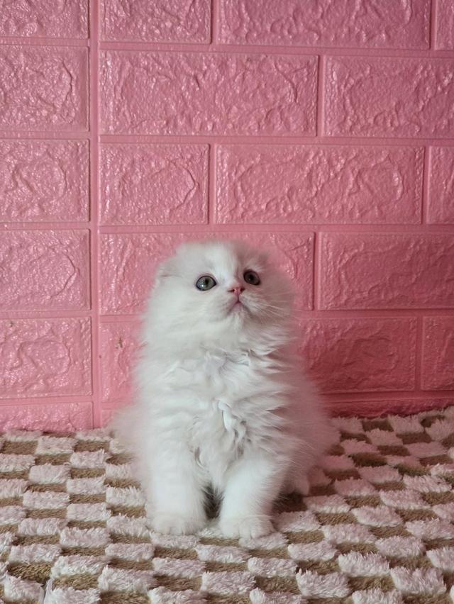 ส ก็ อ ต ติ ช โฟ ล ด์ รูปที่ 4