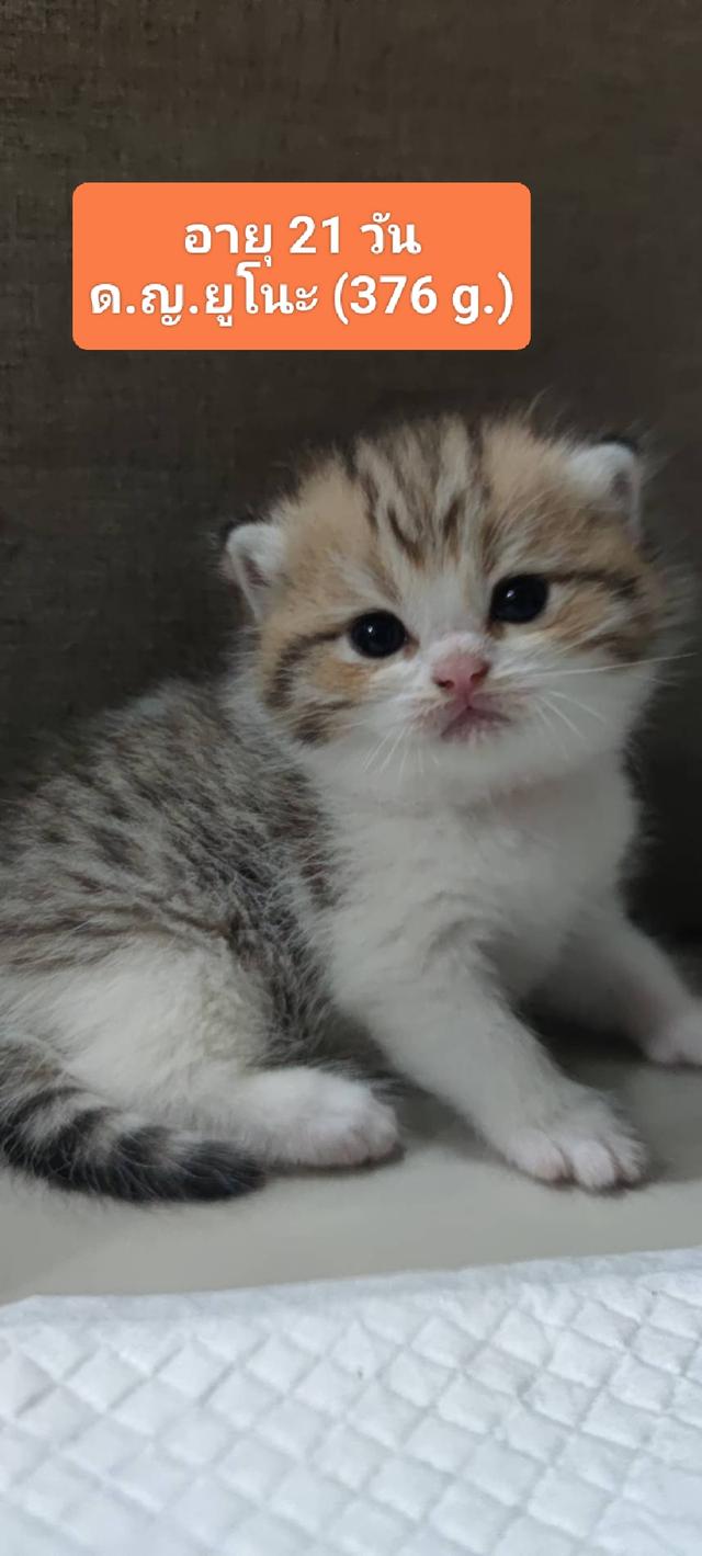 Scottish Fold (girl)