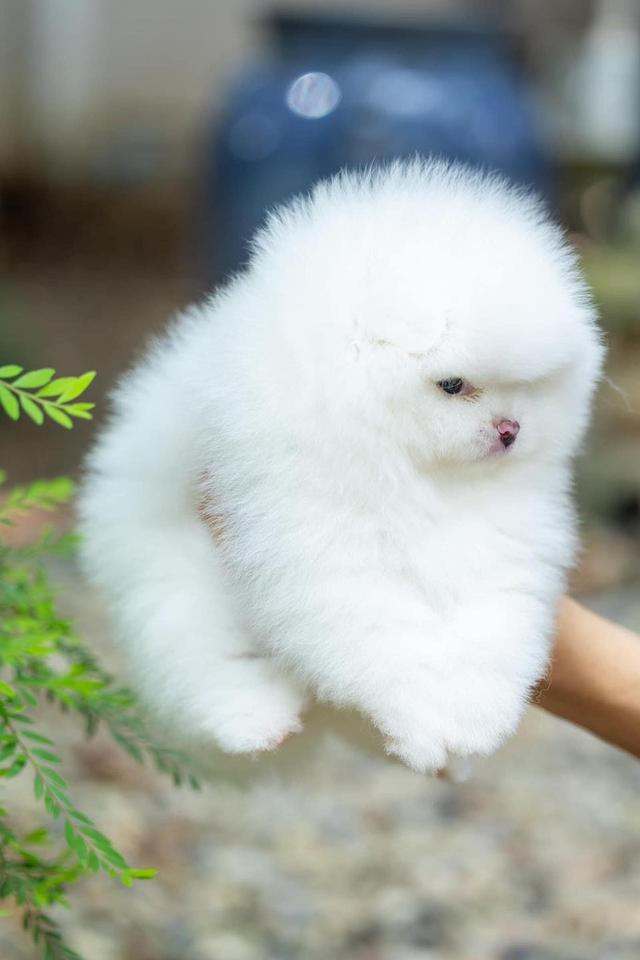 Teacup Pomeranian Puppies WhatsApp me : +66 63 826 3042 รูปย่อยที่ 3