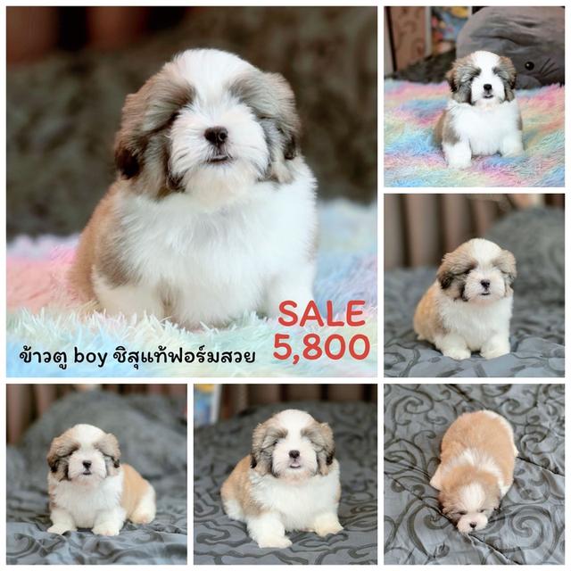 ชิสุแท้ มาร์คสวย หน้าบี้ พิกัดรามอินทรา