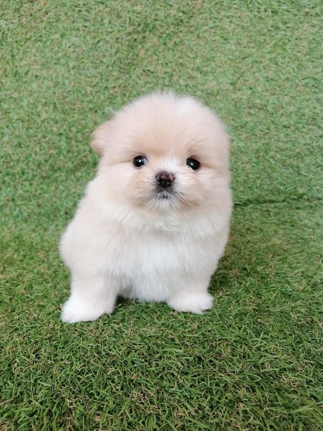 ปอมผสมชิสุ อายุ 2 เดือน รูปที่ 2