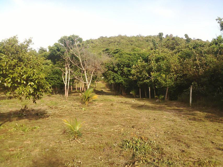 Land 933 sq.wah on the lower hill near sea  no sea view very greenery  6