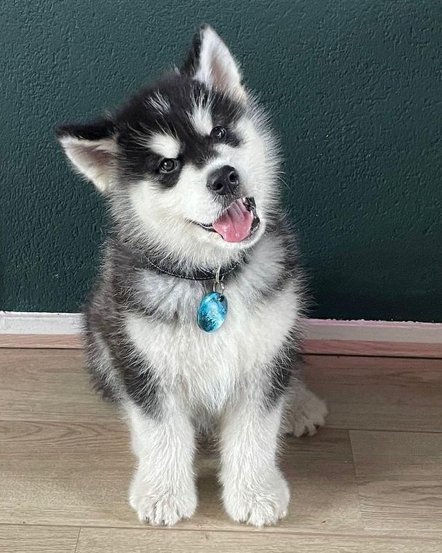 Alaskan Malamute Puppies Available