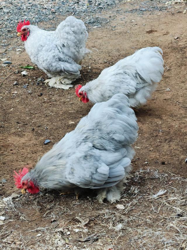 ไก่มินิโคชิน.......... รูปที่ 7