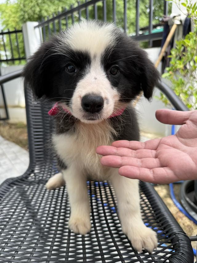 ลูกสุนัขบอร์เดอร์คอลลี่ Bordercollie ราคาแบ่งเลี้ยง 4