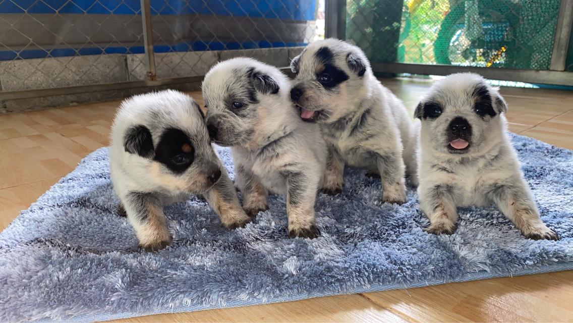 Australian Cattledog