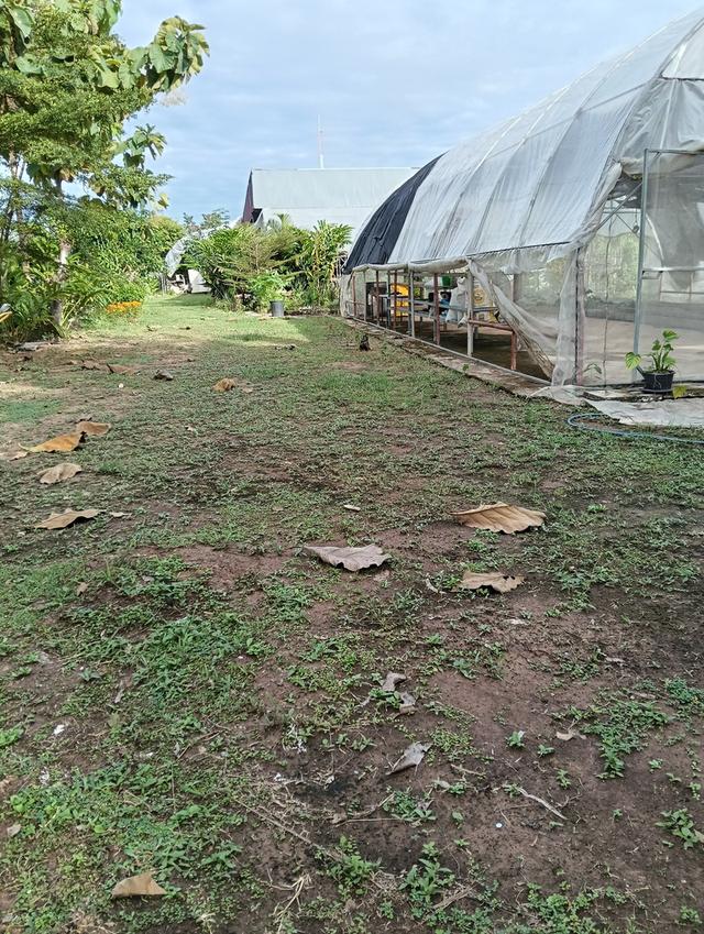 ที่ดินพร้อมโรงงาน+ห้องเย็น+โรงปลูกผักออแกนิค 13