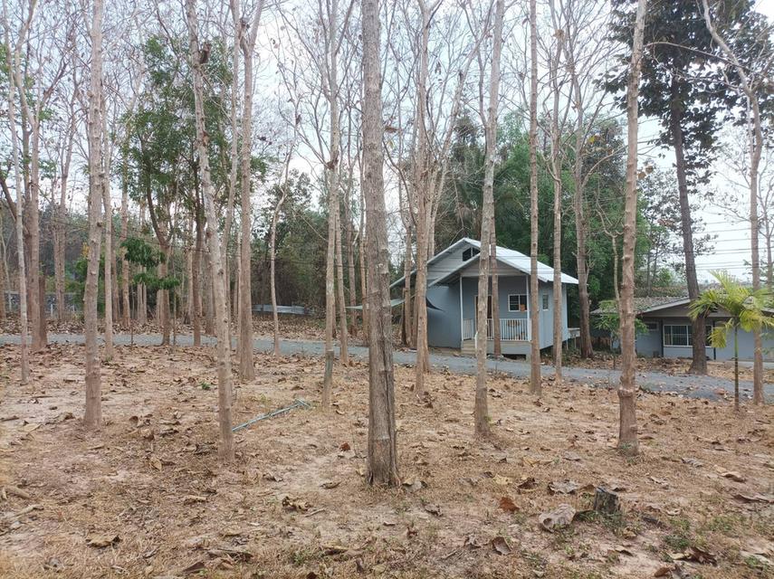 ขายที่ดินพร้อมสิ่งปลูกสร้าง ต.เชิงดอย อ.ดอยสะเก็ด จ.เชียงใหม่ 15