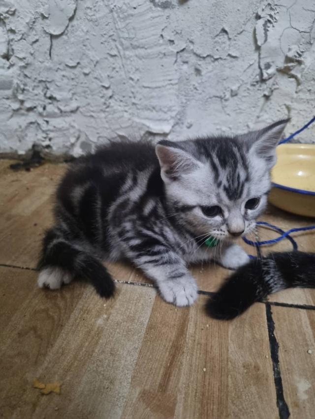 ขายน้องแมวอเมริกันชอตแฮร์อายุสองเดือนจำนวยเก้าตัวยกหรือแยกได้ครับติดต่อเบอรฮ์โท0909549597 6