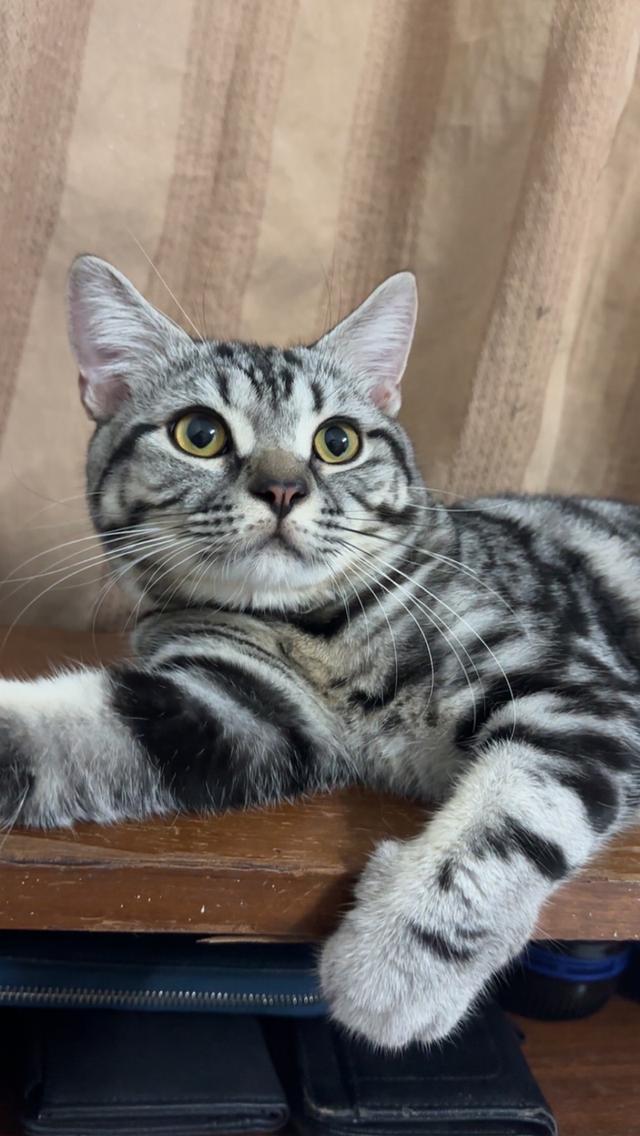 น้องแมวอเมริกัน ช็อตแฮร์ และบริติช ช็อตแฮร์ แท้ 💯 รูปที่ 7