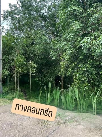 ขายที่ดินเกาะจันทร์ชลบุรี สวนยาง ต.เกาะจันทร์ จ.ชลบุรี บนเนื้อที่ 13-1-8 ไร่ 2 โฉนด -โฉนดครุฑแดง