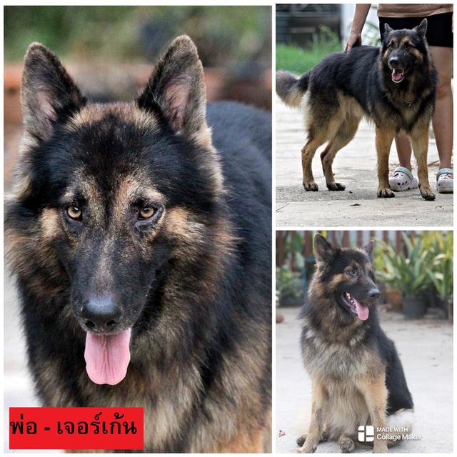 ลูกสุนัขเยอรมันเชพเพิร์ด - เพศเมีย รูปที่ 6
