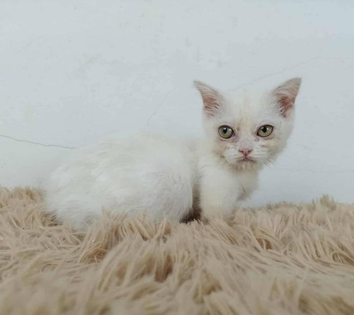 5.แมวมันช์กิ้น/เพศเมีย หาบ้าน Munchkin Cat/Female looking for a new home