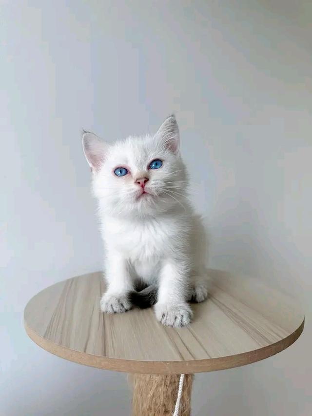 แมวสก็อตติชโฟลด์ สีขาววว 3