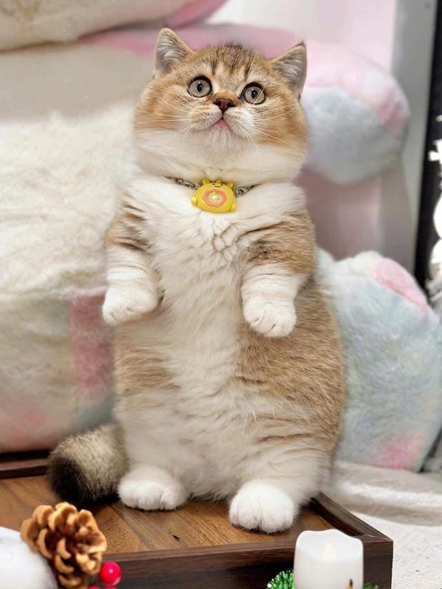 แมวมันกิ้นขาสั้นจู๋เด็กผู้ชาย wcf