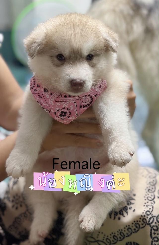 ลูกสุนัขพันธุ์ไซบีเลี่ยนฮัสกี้ รูปที่ 2