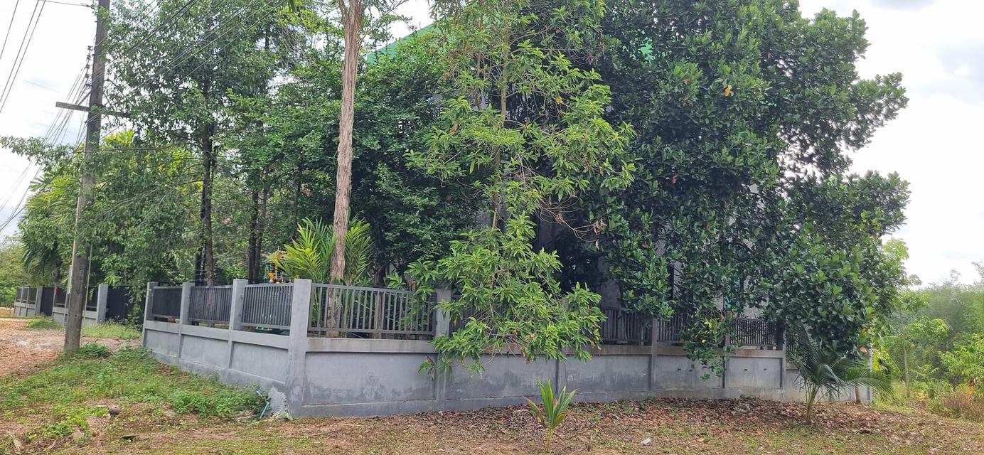 ต้องการขายบ้านที่ระยอง พิกัดบ้านเขาวังม่านสูงจากระดับน้ำทะเลปานกลาง 55 เมตร 7
