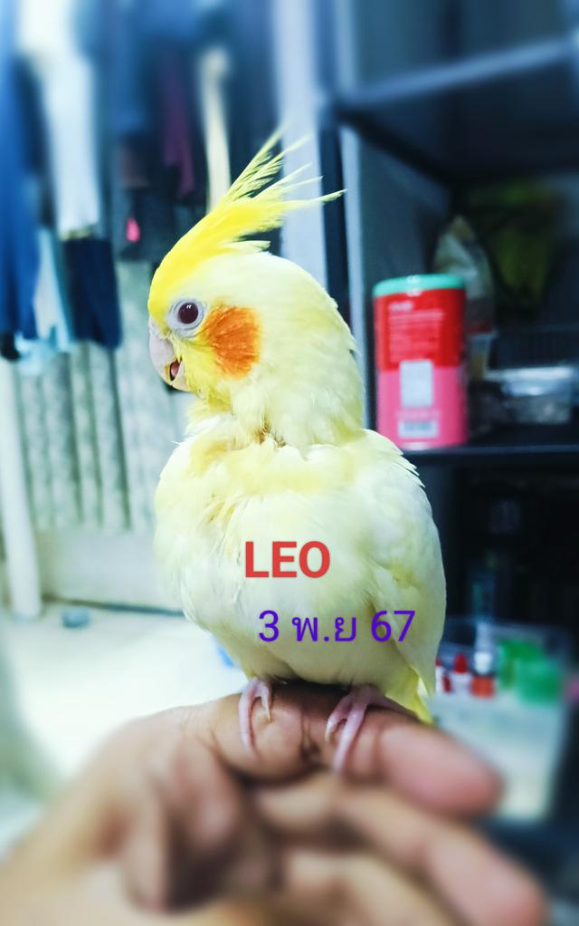 นกค๊อกคาเทล ลูกป้อน สวยๆ รูปย่อยที่ 3