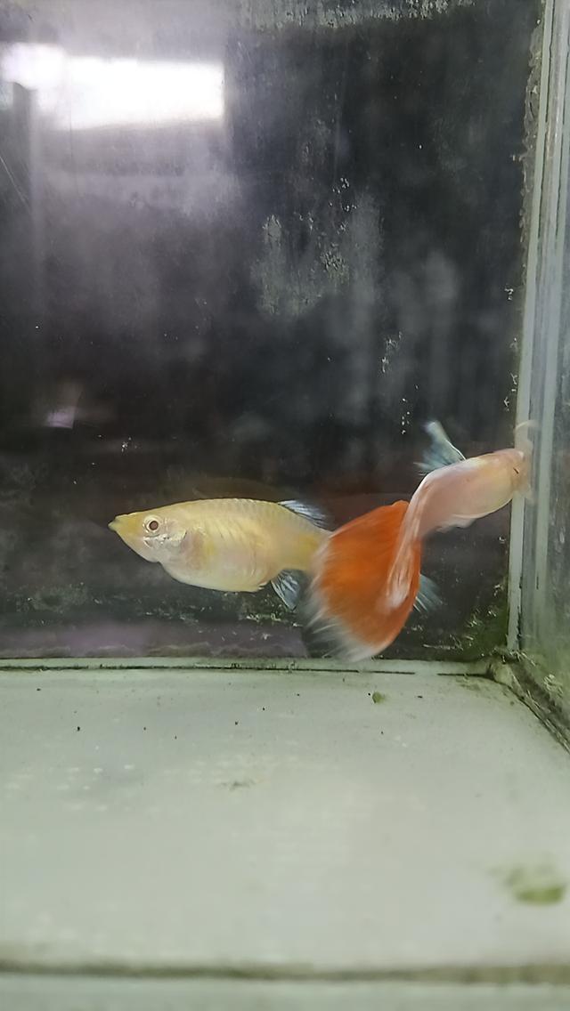 หางนกยูงตาแดงคู่ละ80บาท รูปที่ 4