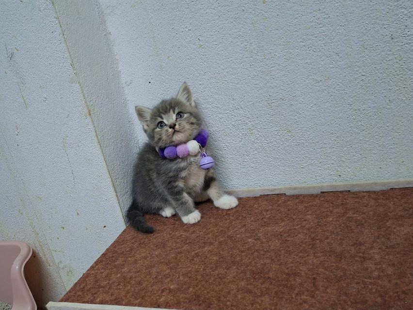 แมวสก๊อตติช ชาย1หญิง1 รูปที่ 5