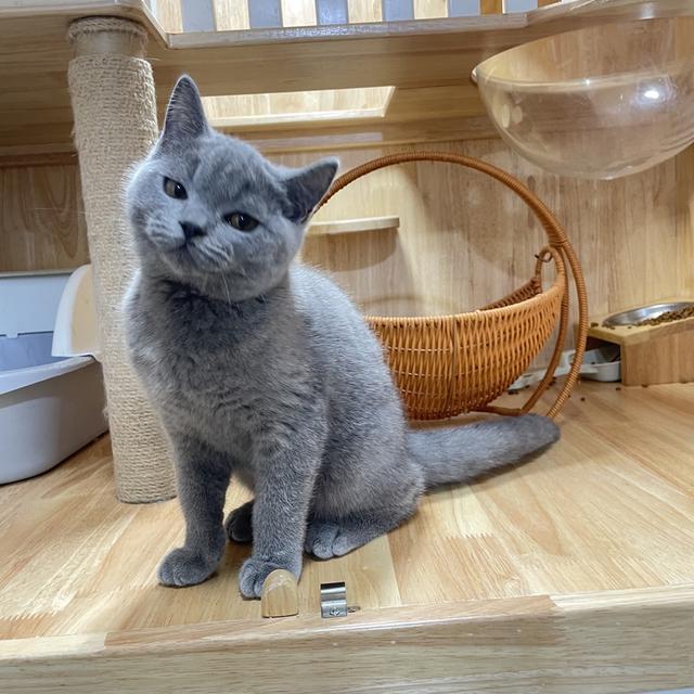 แมวมันช์กิ้นขายาวเพศชาย 10