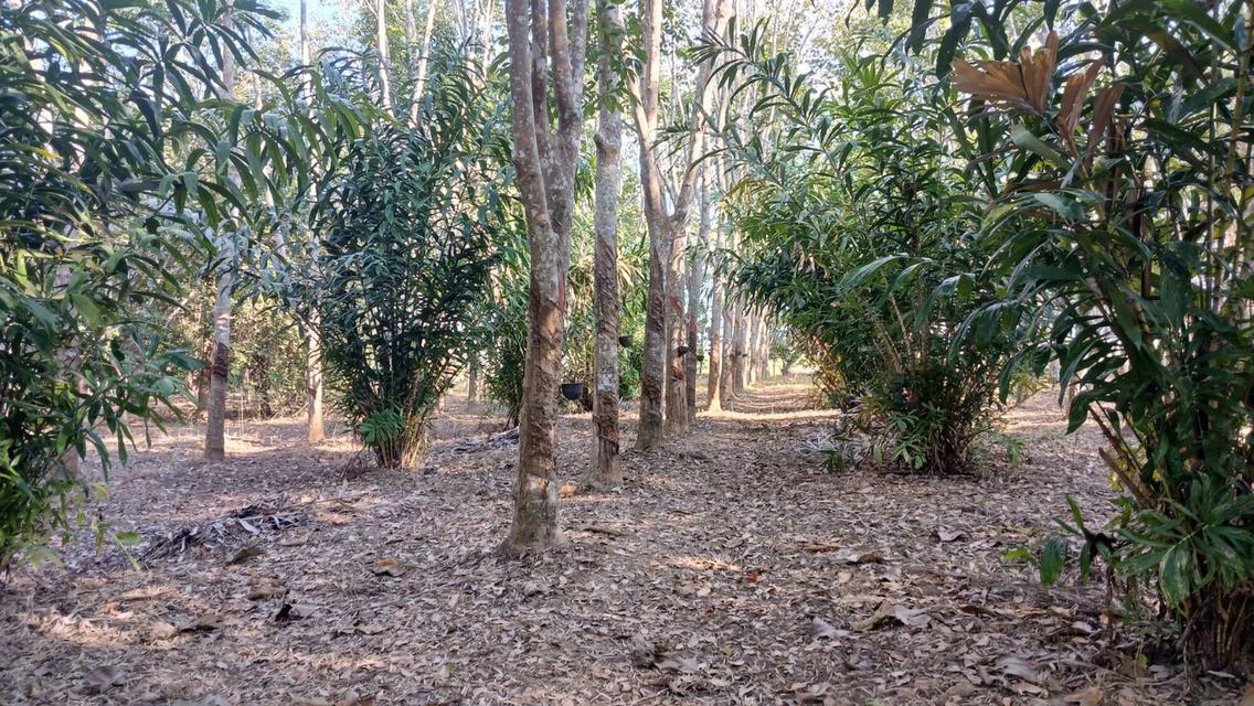 ที่ดินสวนยางมีผลไม้แซมหลากหลาย มีต้นสักขนาดใหญ่ และมีโฉนด 4