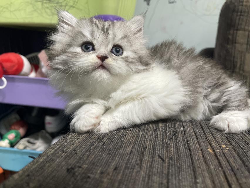 น้องเจ๊ไฝ(เพศเมีย)เกิด19/9/68 8