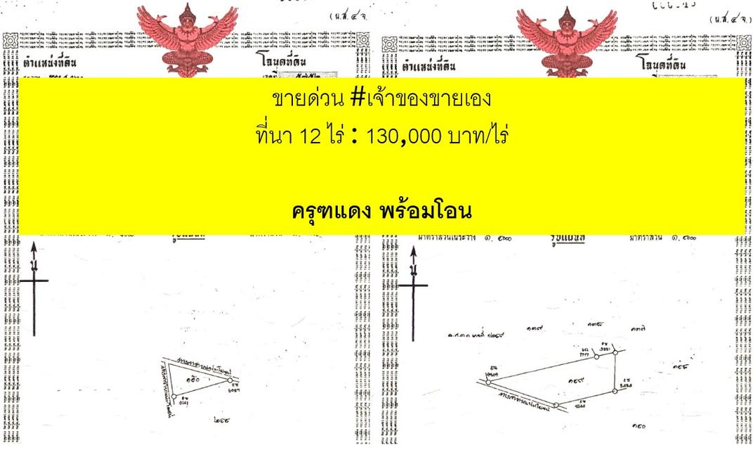 ขายด่วน ที่นา 12 ไร่ โฉนดครุฑแดงพร้อมโอน อ.น้ำขุ่น จ.อุบลฯ 10