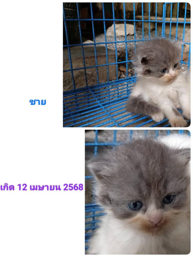 สก็อตติช