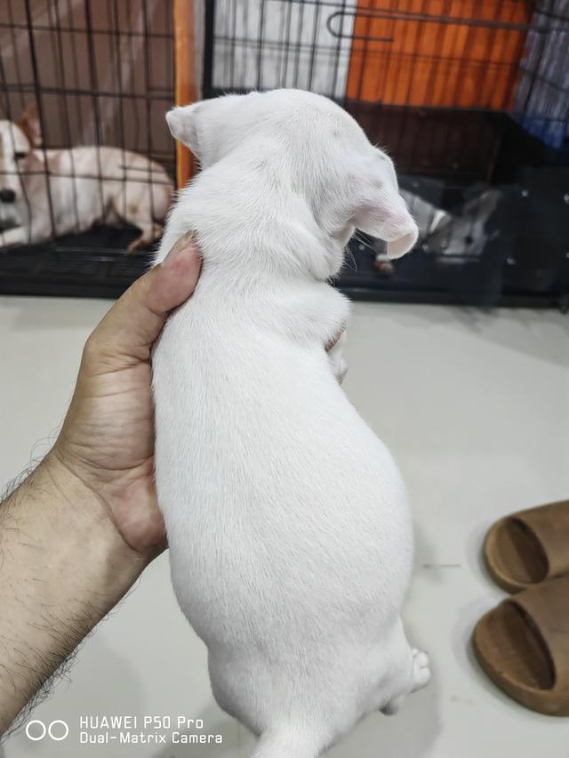 ขายลูกสุนัขแจ็ครัสเซล 8