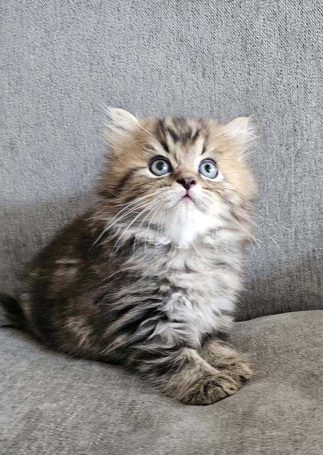 สก็อตติชโฟลด์ นกฮูกน้อย