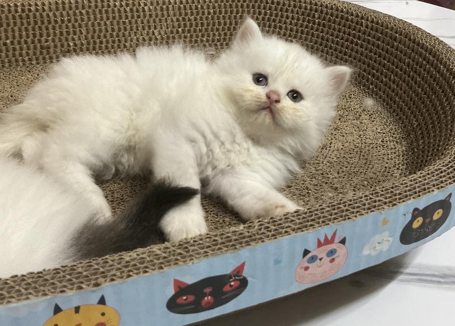 ลูกแมวเปอร์เซียขาวแท้สายตรง รูปที่ 6
