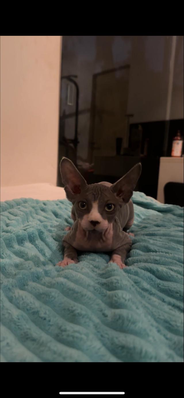 baby black sphinx cat raised with love and care