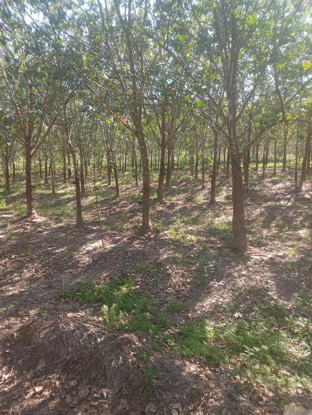 ที่นา+สวนยาง15ไร่3งาน 8