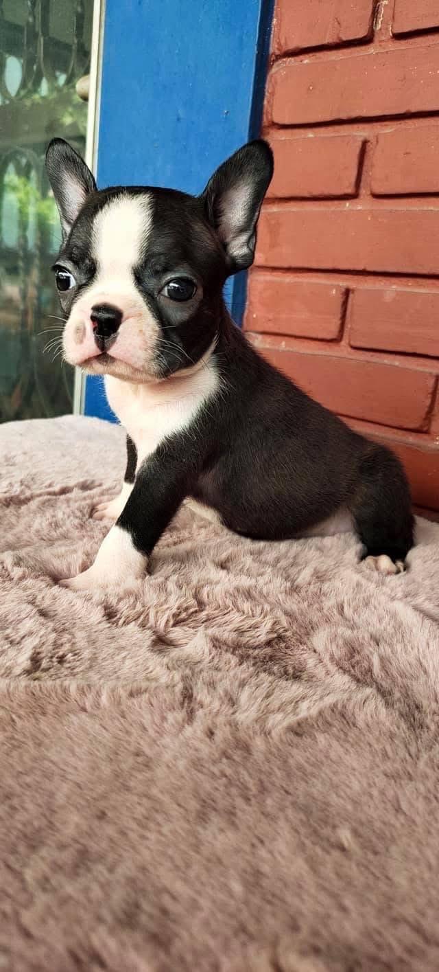 ขาย Boston Terrier เพศเมีย 2