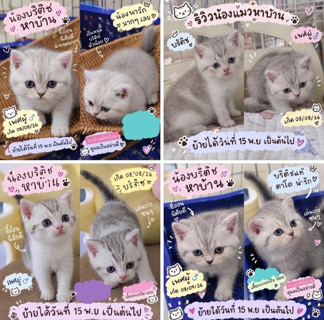 บริติช แบ่งเลี้ยงราคาเบาๆกรุงเทพร้อม
