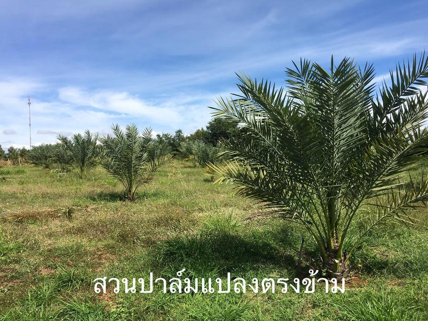 ขายสวนผลไม้ อ.ปากช่อง ดินแดงดีมาก 11