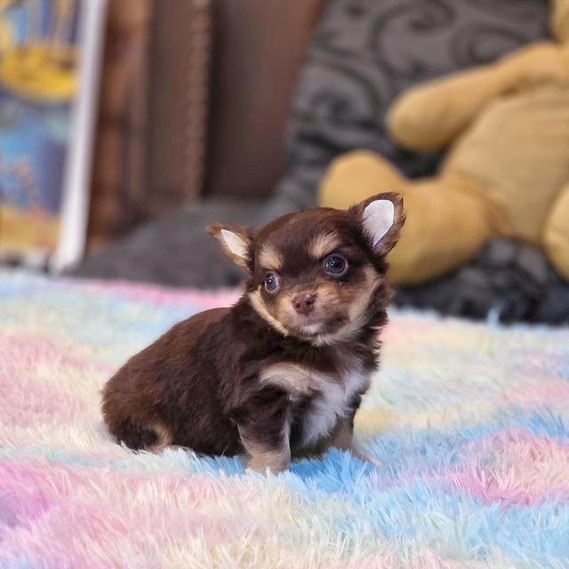 Chihuahuaขนยาวสีช็อค 5