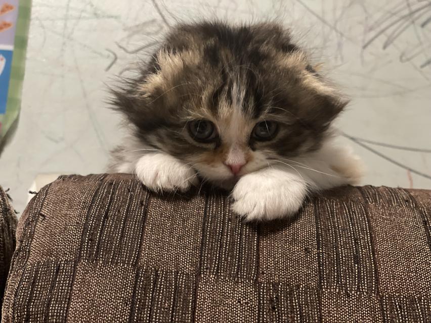 น้องสามสี(เมีย) พร้อมย้ายบ้าน