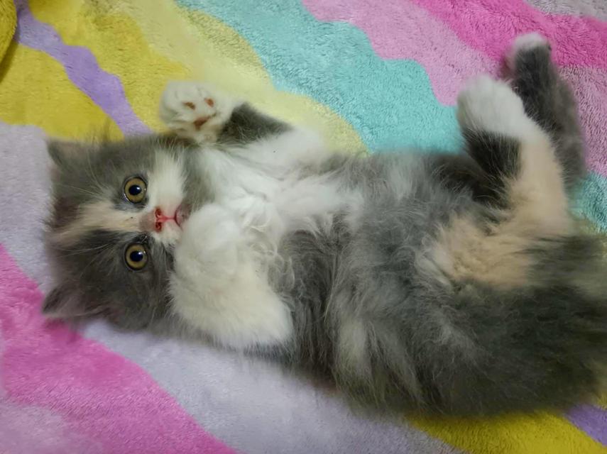 ล😺ลูกแมวเปอร์เซีย เพศหญิง😺🎂อายุ2เดือน