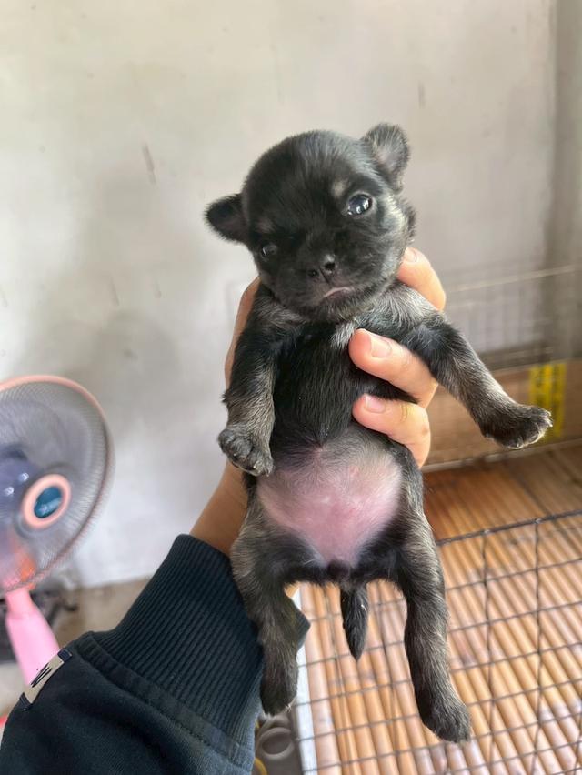 ชิวาวาเพศเมียขนยาวสีดำ รูปที่ 4