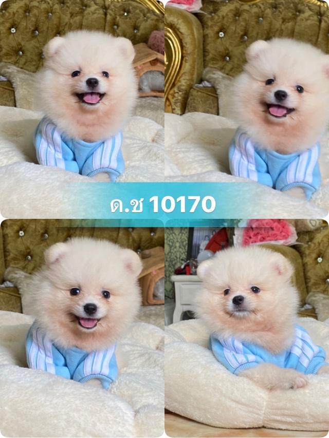 ลูกปอมปอมแท้ น่ารัก สีสวย อ้วนกลมหมี พร้อมย้ายบ้านค่ะ รูปที่ 8