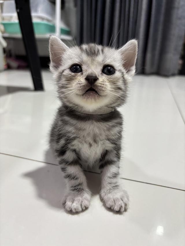 ลูกแมวพันธุ์ American Shorthair 2